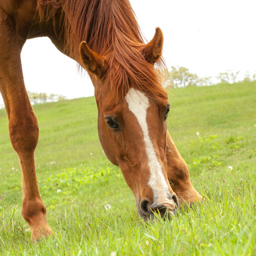 Common Nutritional Disorders in Horses: Laminitis, Colic, and Equine Metabolic Syndrome