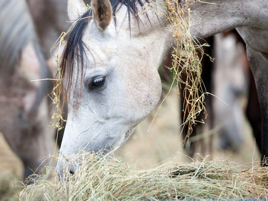 How to Create a Balanced Diet for Horses: Ration Formulation and Nutritional Analysis