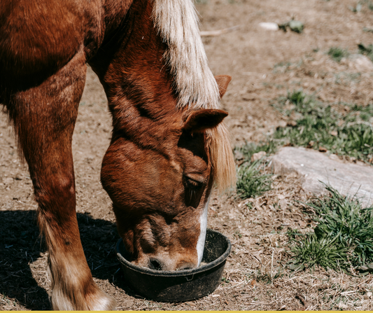 Beyond the Feed Bag: Unlocking Your Horse's True Potential Through Optimal Nutrition