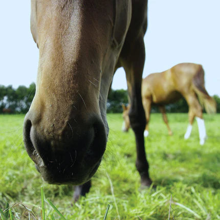 A Comprehensive Guide to the 6 Essential Nutrient Requirements for Horses