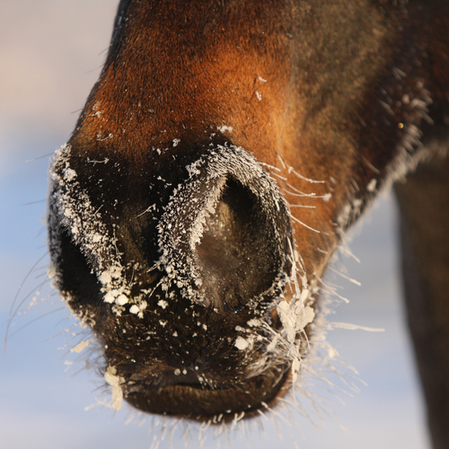 Healthy Holidays: Tips for a Stress-Free Season