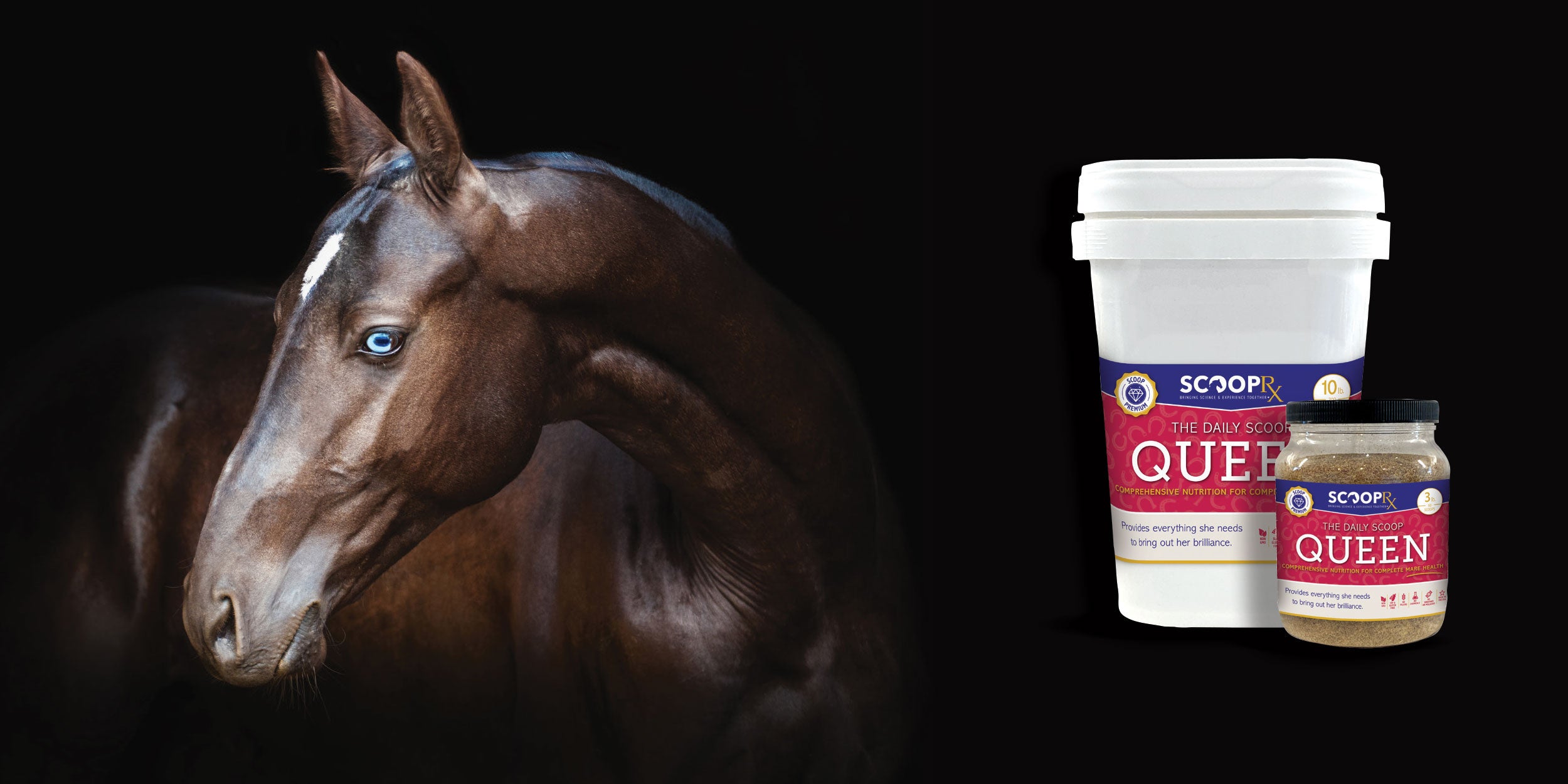 Picture of horse and Queen product shot