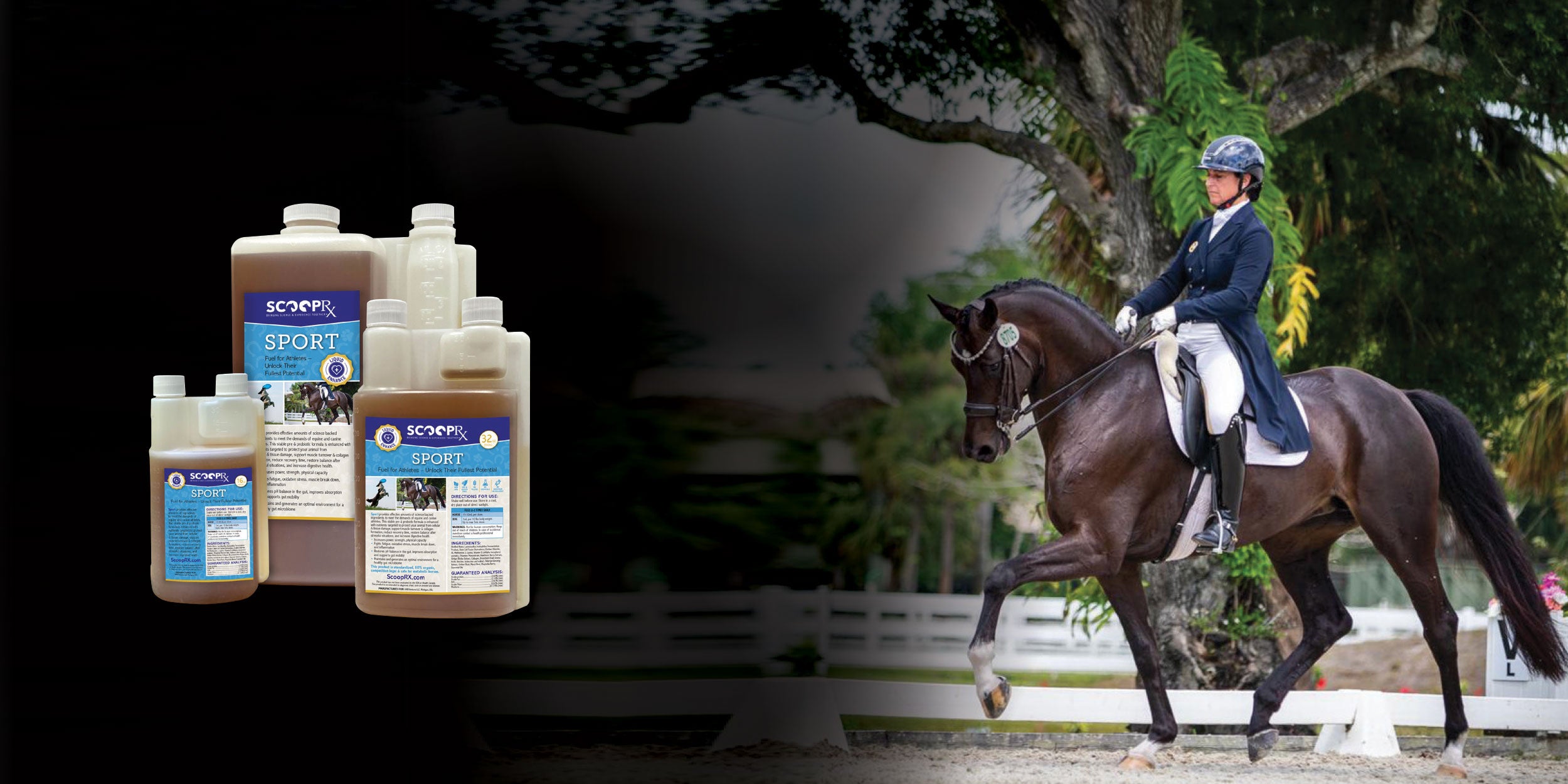 Dressage horse and rider in an equestrian arena, product shot of Sport.