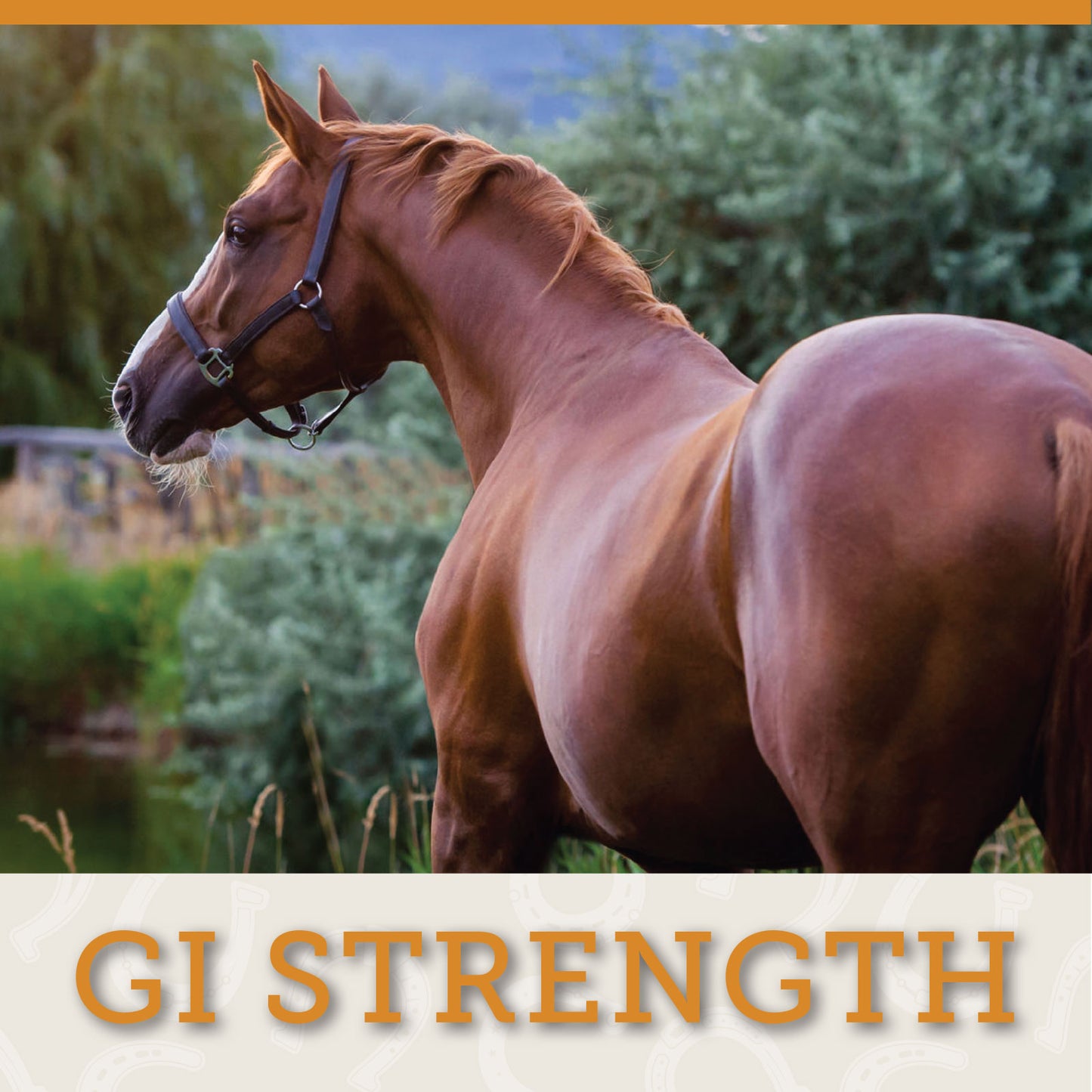 GI STRENGTH - Powder